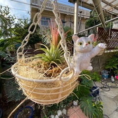 エアープランツの画像