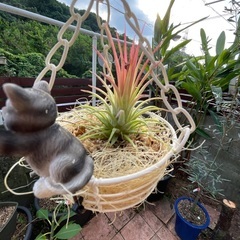 エアープランツの画像