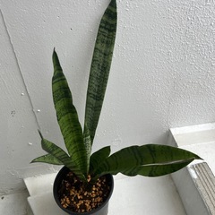 サンスベリア🪴の画像