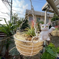 エアープランツの画像