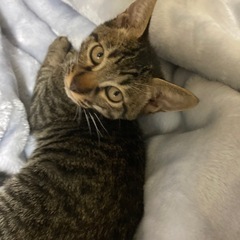【フレンドリーです】キジトラ・男の子・もうすぐ3ヶ月 - 坂井市