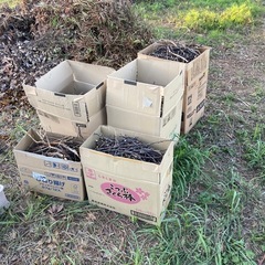 山盛り　ある程度細かくカット済み🪵薪　薪ストーブ、サウナ、燃料に　の画像