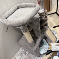猫用キャットタワーの画像