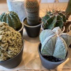 多肉植物　サボテン　８点
まとめての画像