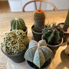 多肉植物　サボテン　８点
まとめての画像