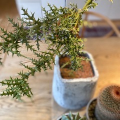 多肉植物　サボテン　８点
まとめての画像