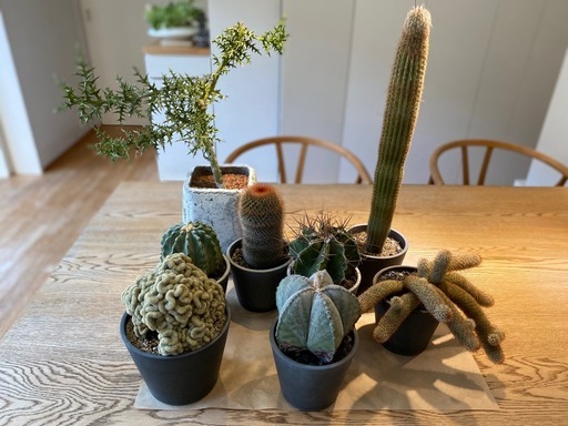多肉植物　サボテン　８点
まとめて