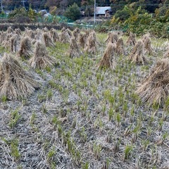 【11月まで】乾燥ワラの画像