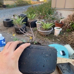 鉢風廃タイヤ（梅の木）の画像