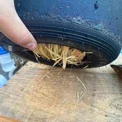 鉢風廃タイヤ（梅の木）の画像