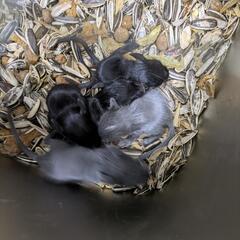 デグー　ベビー　