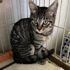 キジトラ女の子　里親募集中！