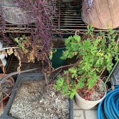 植木鉢　プランター　多肉植物？の画像