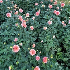 ダリヤ球根の画像