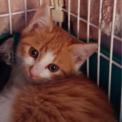 茶白女の子　里親さん決定！