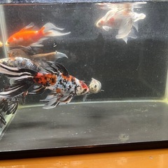 本日可能！金魚差し上げます　朱文金　寿恵廣錦　鉄魚　オーロラ　和金　金魚　水槽　熱帯魚の画像