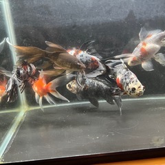 本日可能！金魚差し上げます　朱文金　寿恵廣錦　鉄魚　オーロラ　和金　金魚　水槽　熱帯魚の画像