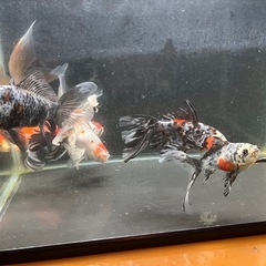 本日可能！金魚差し上げます　朱文金　寿恵廣錦　鉄魚　オーロラ　和金　金魚　水槽　熱帯魚の画像