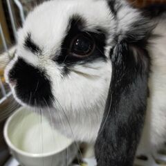 3歳くらいの女の子のうさちゃんの里親探してます