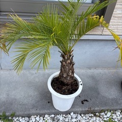 フェニックス　ロベレニー　観葉植物　ヤシの画像