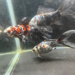 本日可能！金魚差し上げます　朱文金　寿恵廣錦　鉄魚　オーロラ　和金　金魚　水槽　熱帯魚の画像