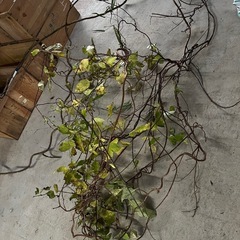 自然素材＊【リース・DIY・インテリアに】の画像