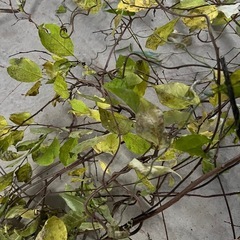 自然素材＊【リース・DIY・インテリアに】の画像