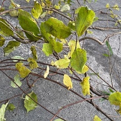 自然素材＊【リース・DIY・インテリアに】の画像