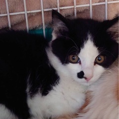 黒白ハチワレ男の子　里親さん決定！
