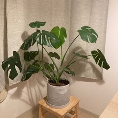 モンステラ(引取限定)の画像