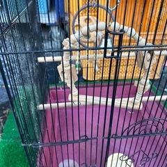 鳥カゴ　特大鳥カゴ　高さ55幅45奥45 付属品　 止まり木2本　 餌入れ　水皿 その他おもちゃなどの画像