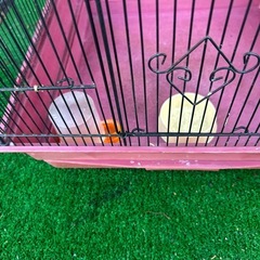 鳥カゴ　特大鳥カゴ　高さ55幅45奥45 付属品　 止まり木2本　 餌入れ　水皿 その他おもちゃなどの画像