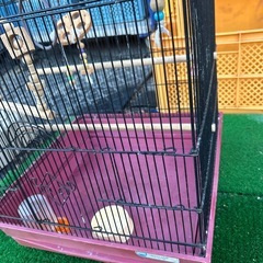 鳥カゴ　特大鳥カゴ　高さ55幅45奥45 付属品　 止まり木2本　 餌入れ　水皿 その他おもちゃなどの画像