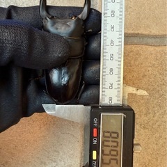 [国産オオクワガタNO:189]YG871系統  ♂単品80.9ミリ  の画像