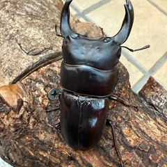 [国産オオクワガタNO:189]YG871系統  ♂単品80.9ミリ  の画像