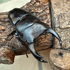 [国産オオクワガタNO:189]YG871系統  ♂単品80.9ミリ  の画像