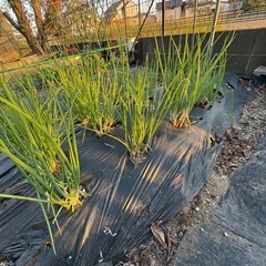 無農薬わけぎ株1束100円の画像