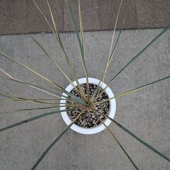 ユッカ フィラメントーサ 斑入り （ブライトエッジ）の画像