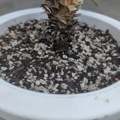 ユッカ フィラメントーサ 斑入り （ブライトエッジ）の画像