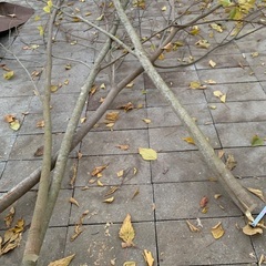 薪用　木の画像