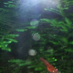 ★決まりました★レッドファイヤーシュリンプ(極火蝦)　10匹★の画像