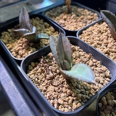 アガベチタノタ　ノーネームの画像