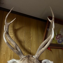 鹿の剥製の画像