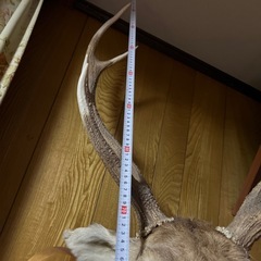 鹿の剥製の画像