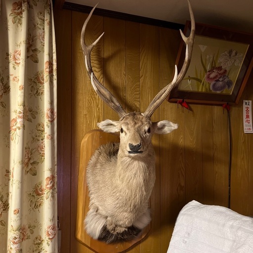 鹿の剥製