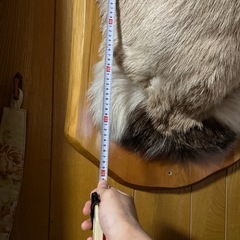 鹿の剥製の画像