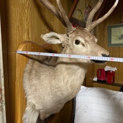 鹿の剥製の画像