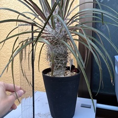 観葉植物　パキポディウム　ゲアイー　塊根植物