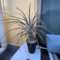 観葉植物　パキポディウム　ゲアイー　塊根植物の画像