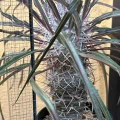 観葉植物　パキポディウム　ゲアイー　塊根植物の画像